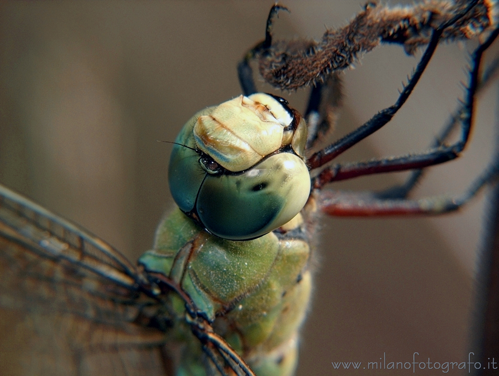 Torre San Giovanni (Lecce, Italy) - Male of Anax imperator